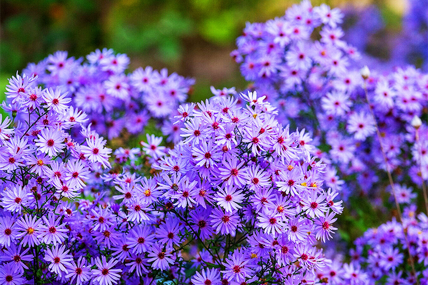 violet colored flowers